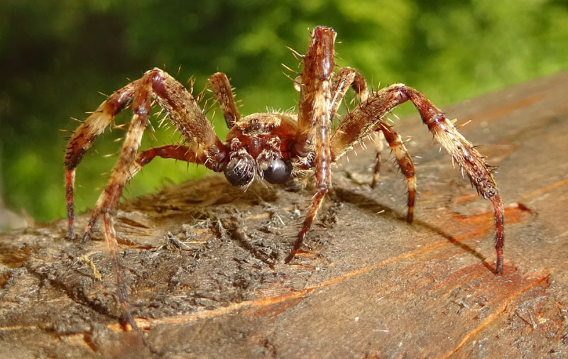 maschio di Araneus angulatus  - Pomarolo (TN)